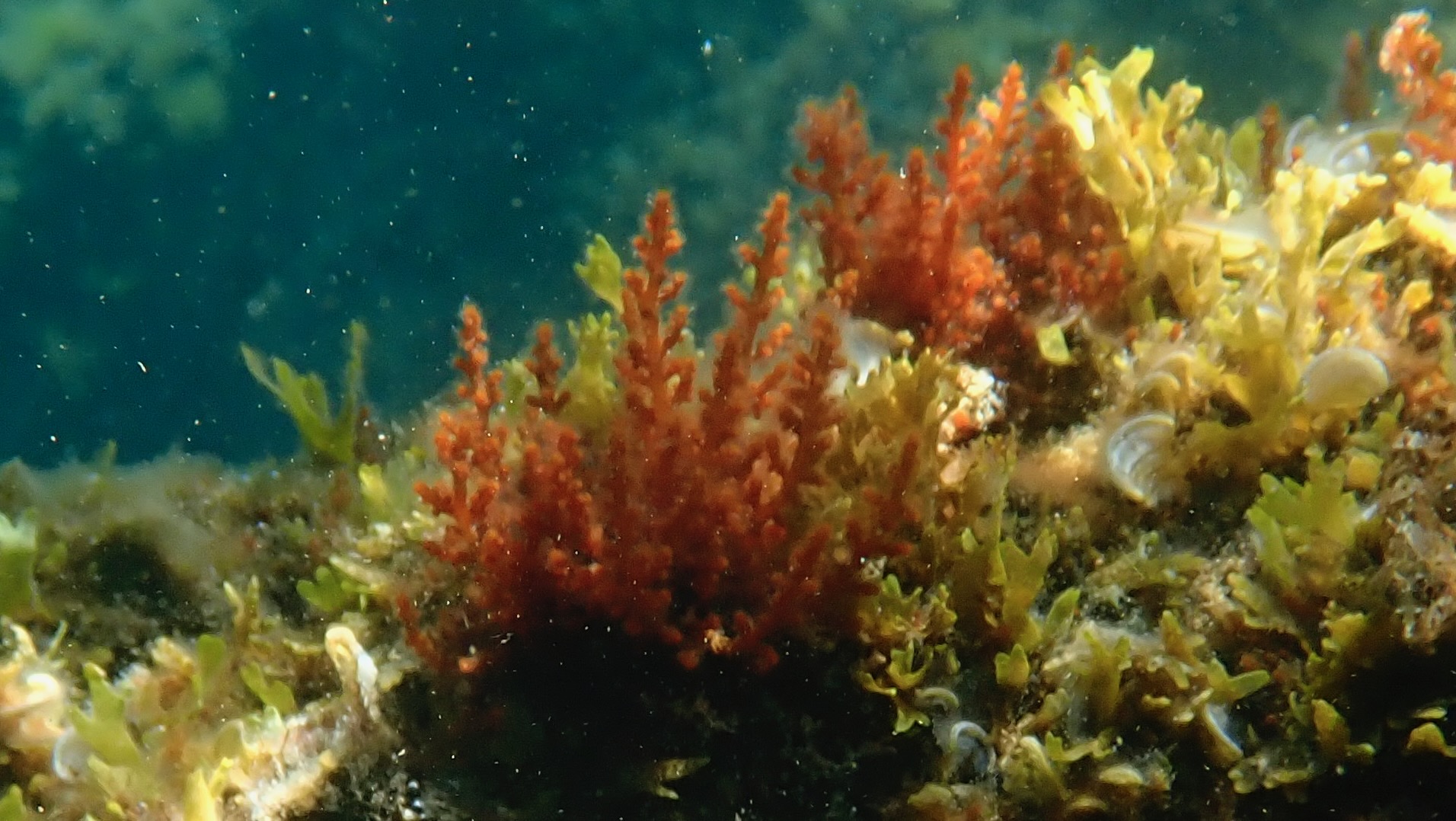 Front de Mer — Cerbère